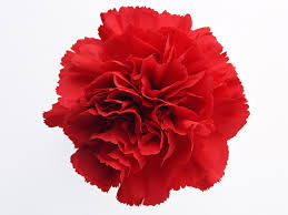 Clavel Fancy Colombia Rojo