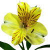 Alstroemeria Amarilla