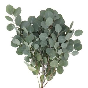 Eucalipto Populus