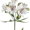 Alstroemeria Blanca
