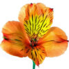 Alstroemeria Naranja