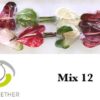 Anthurium Mixto 13cm
