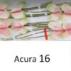 Anthurium Acura 11cm