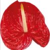 Anthurium Rojo