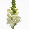 Antirrhinum Blanco