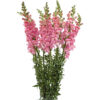 Antirrhinum Rosa