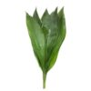 Aspidistra
