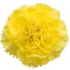 Clavel Fancy Colombia Amarillo