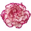Clavel Fancy Colombia Bicolor