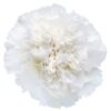 Clavel Fancy Colombia Blanco