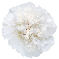 Clavel Fancy Colombia Blanco