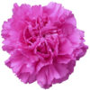 Clavel Fancy Colombia Fucsia