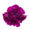 Clavel Fancy Colombia Morado