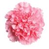 Clavel Fancy Colombia Rosa