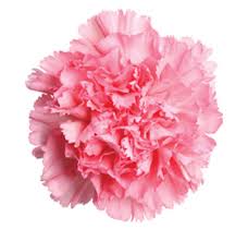 Clavel Fancy Colombia Rosa