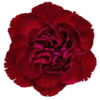 Clavel Fancy Colombia Granate
