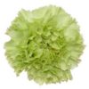 Clavel Fancy Colombia Verde