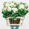 Brassica Crane Ruffle White
