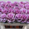 Brassica Empire Pink