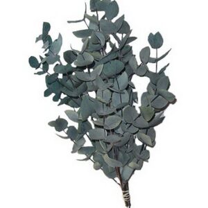 Eucalipto Cinerea