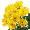 Crisantemo euro amarillo