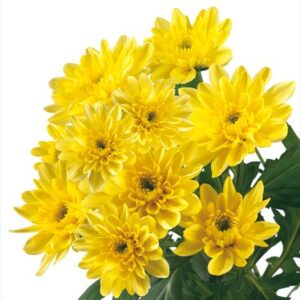 Crisantemo euro amarillo