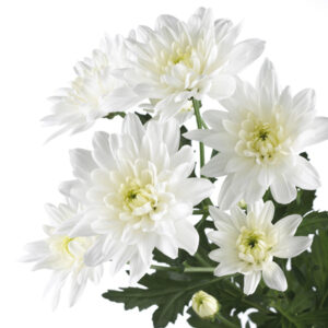 Crisantemo euro blanco