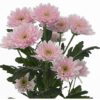 Crisantemo euro rosa