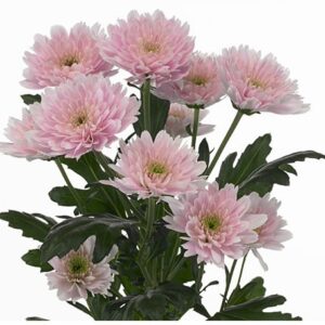 Crisantemo euro rosa
