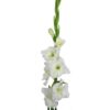 Gladiolo Blanco
