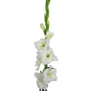 Gladiolo Blanco