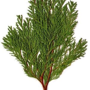 Hoja de Tuya