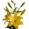 Lilium la amarillo