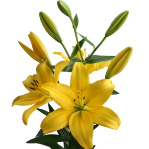 Lilium la amarillo