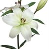 Lilium la Blanco