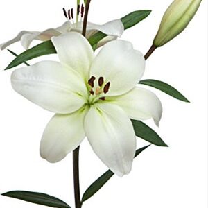 Lilium la Blanco