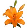 Lilium la naranja