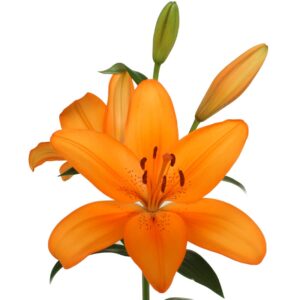 Lilium la naranja