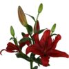 Lilium la rojo