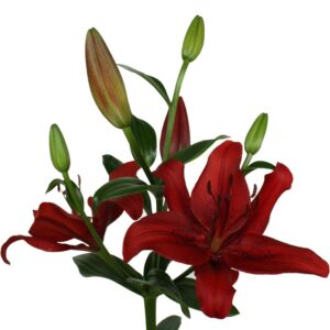 Lilium la rojo