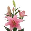 Lilium la rosa