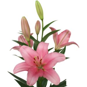 Lilium la rosa