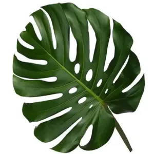 Monstera Hoja Grande