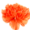 Clavel Fancy Colombia Naranja