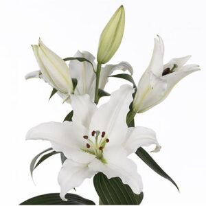 Lilium Oriental Blanco