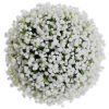 Paniculata Mirabella