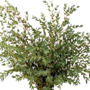 Eucalipto Parvifolia