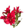 Alstroemeria Roja