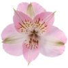 Alstroemeria Rosa