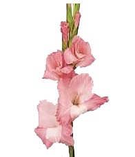 Gladiolo Rosa